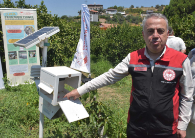 Akdeniz meyve sineğiyle mücadele